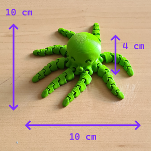 Photo du petit poulpe avec des flèches indiquant ses dimensions